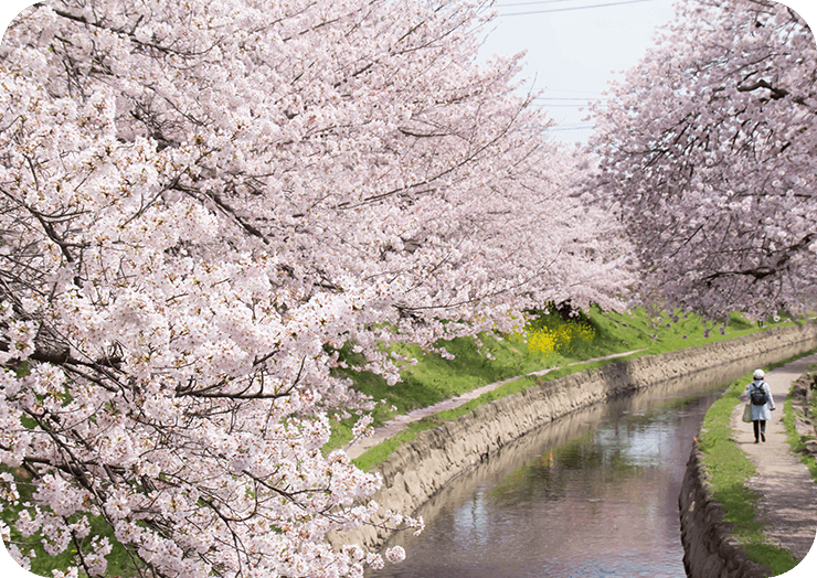 熊谷市の桜