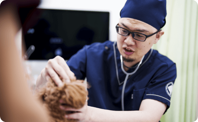 写真：男性獣医師診察の様子